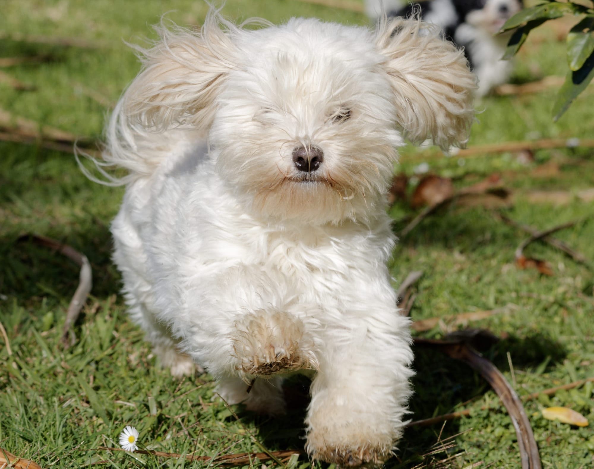 Willow