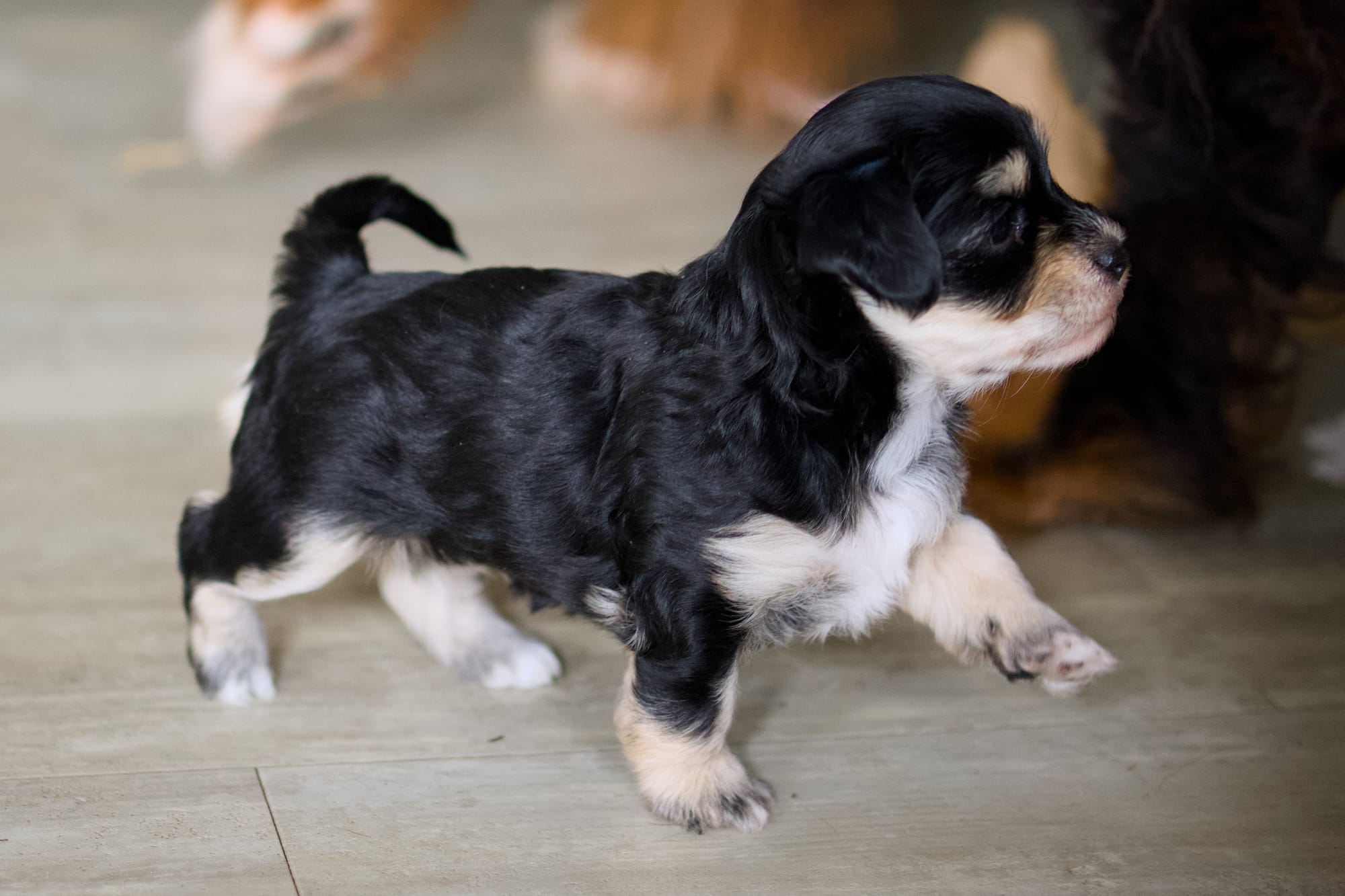 4 weeks old and out and about