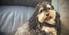 Maggie - Retired Champion Havanese Available for Adoption