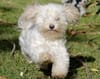 Willow