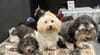 About the Havanese