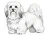 Havanese Breed Standard