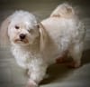 Willow - Havanese or fluffy toy?