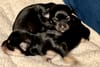 Puppy photos