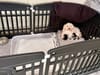 Willow's litter moved to the lounge
