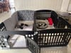 Both litters in the lounge