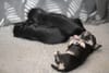 Islay's babies at almost 3 weeks