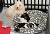 Willow's babies at 3.5 weeks