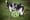 Puppies