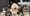 About the Havanese