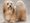 The Remarkable Journey of the Havanese: From the Ancient Mediterranean to your living room