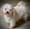 Willow - Havanese or fluffy toy?